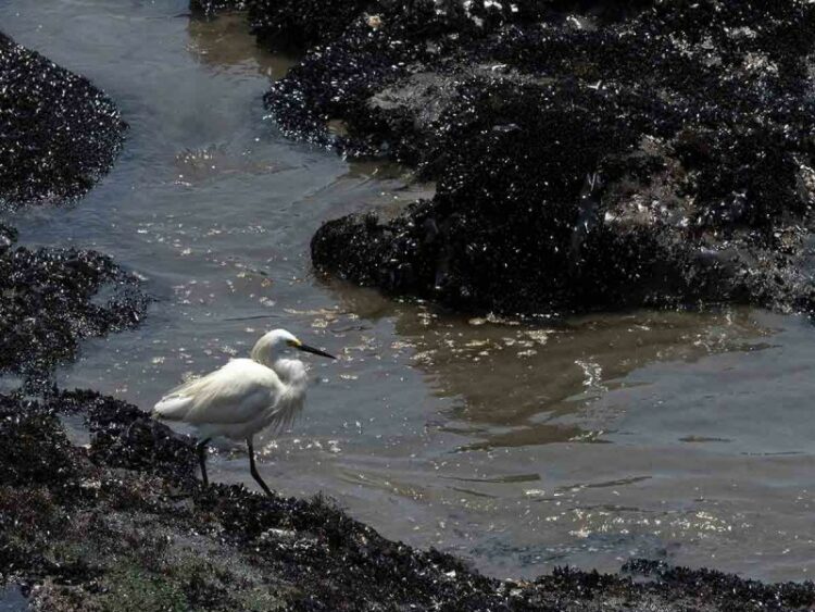 desastre ecológico