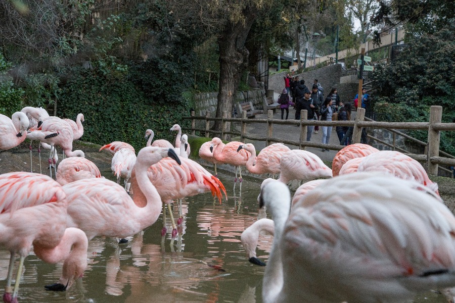 zoológico de Chile